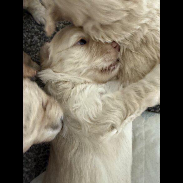 Cockapoo - Both