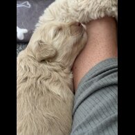 Cockapoo - Both