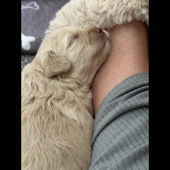 Cockapoo - Both