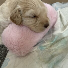 Cockapoo - Both