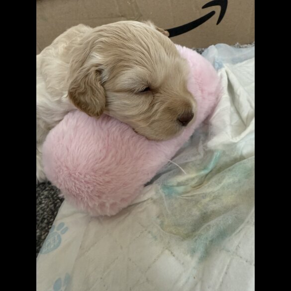 Cockapoo - Both