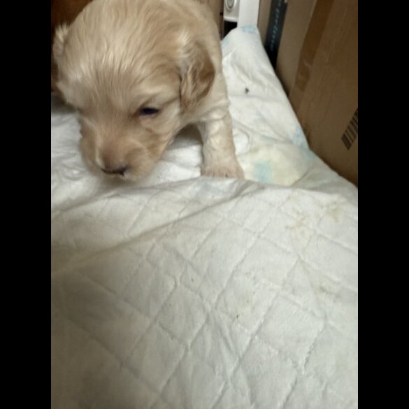 Cockapoo - Both