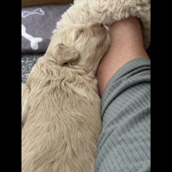 Cockapoo - Both