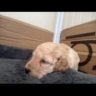Cockapoo - Both
