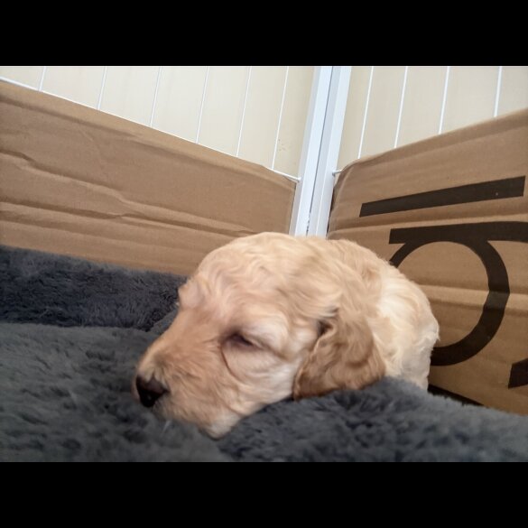 Cockapoo - Both