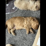 Cockapoo - Both