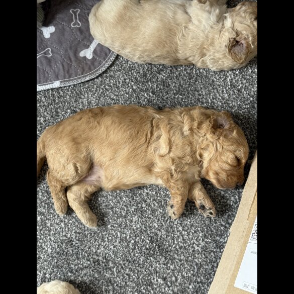 Cockapoo - Both