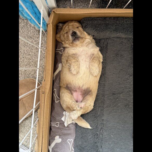 Cockapoo - Both