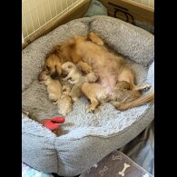 Cockapoo - Both