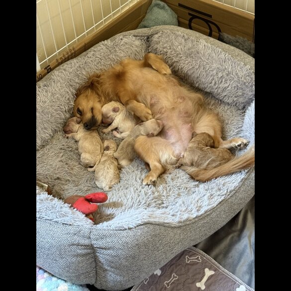Cockapoo - Both