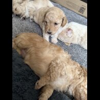 Cockapoo - Both