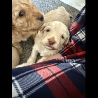 Cockapoo - Both