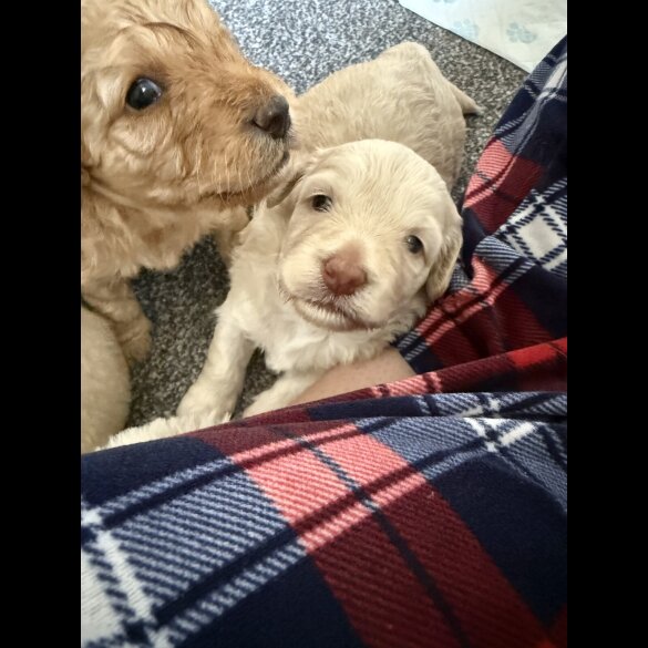 Cockapoo - Both