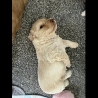 Cockapoo - Both