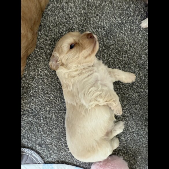 Cockapoo - Both