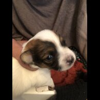 Pomchi - Both