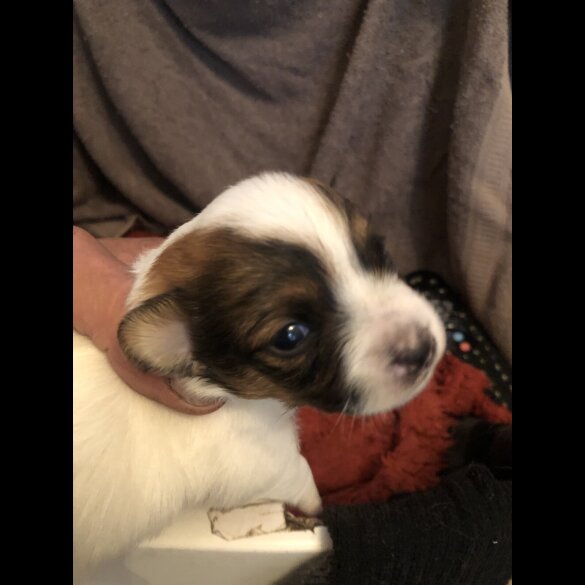 Pomchi - Both