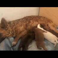 Pomchi - Both