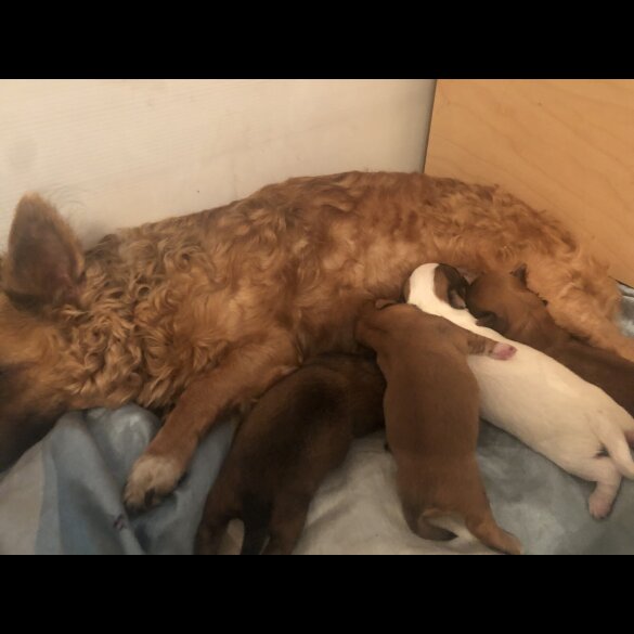 Pomchi - Both