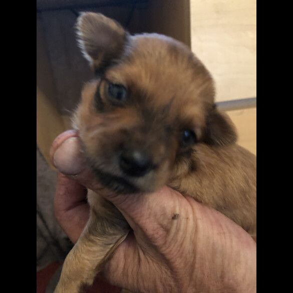 Pomchi - Both