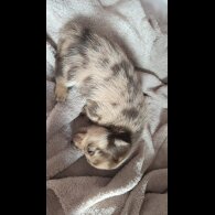 Mixed Breed - Both