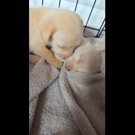 Mixed Breed - Both