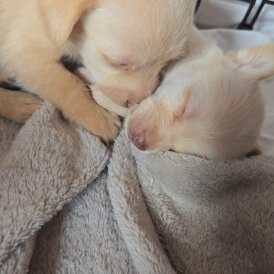Mixed Breed - Both