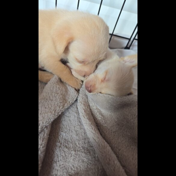 Mixed Breed - Both
