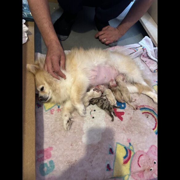 Mixed Breed - Both