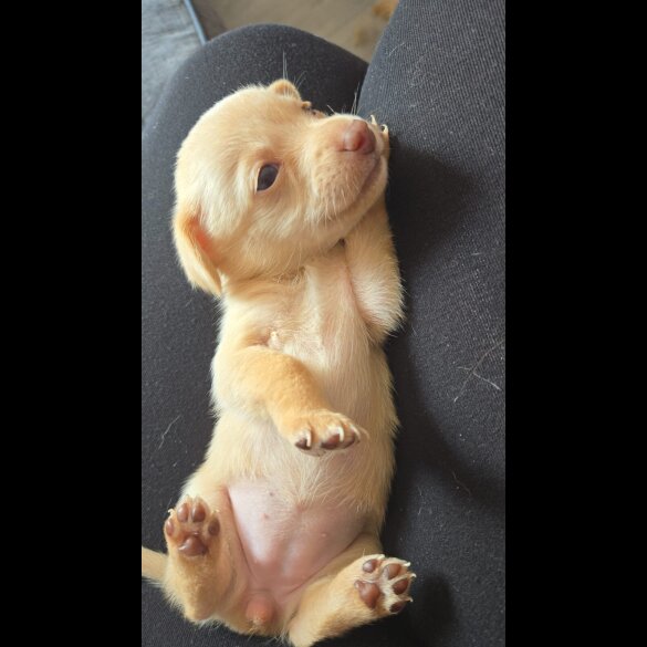 Mixed Breed - Both