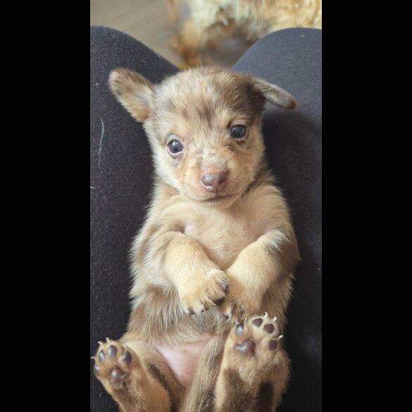 Mixed Breed - Both
