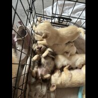 Mixed Breed - Both