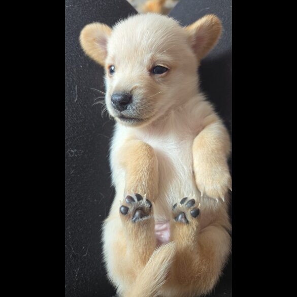Mixed Breed - Both