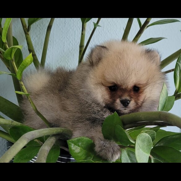 Pomeranian - Both