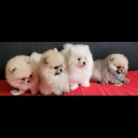 Pomeranian - Both