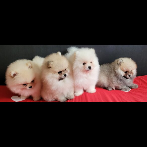 Pomeranian - Both