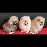 Pomeranian - Both