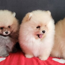 Pomeranian - Both