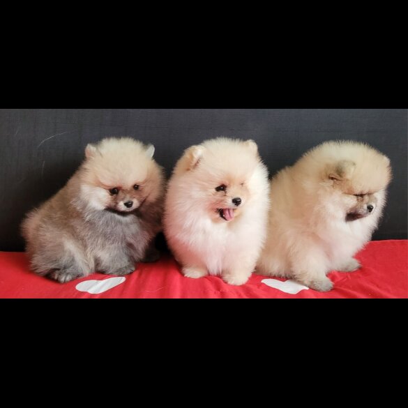 Pomeranian - Both