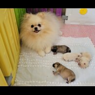 Pomeranian - Both