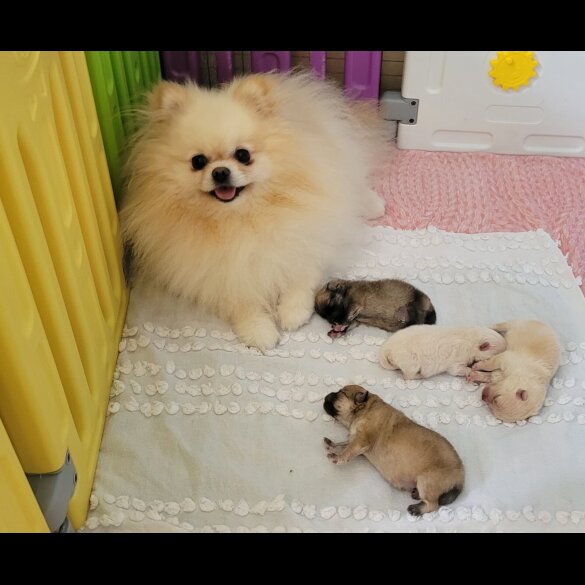 Pomeranian - Both