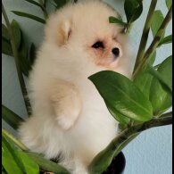Pomeranian - Both
