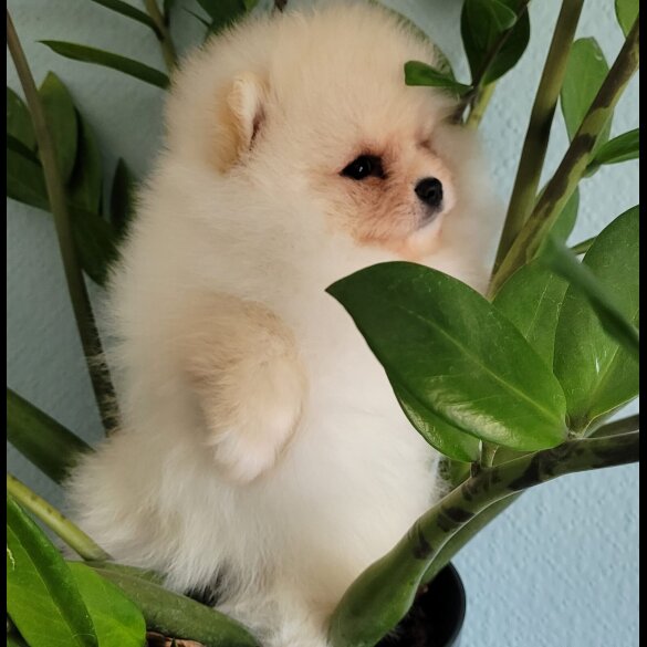 Pomeranian - Both