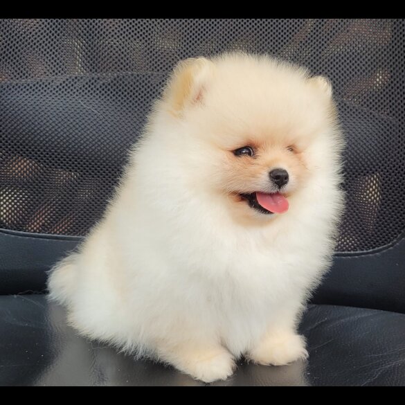 Pomeranian - Both