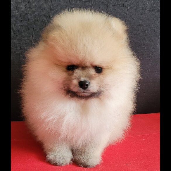 Pomeranian - Both