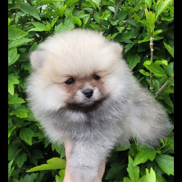 Pomeranian - Both