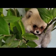Pomeranian - Both