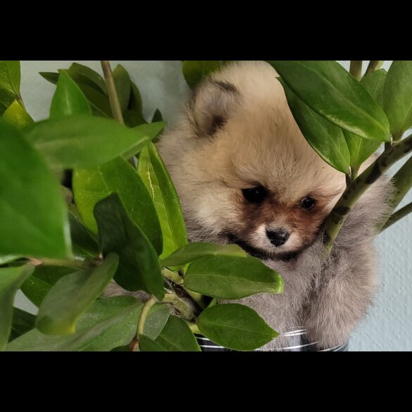 Pomeranian - Both