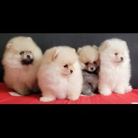 Pomeranian - Both