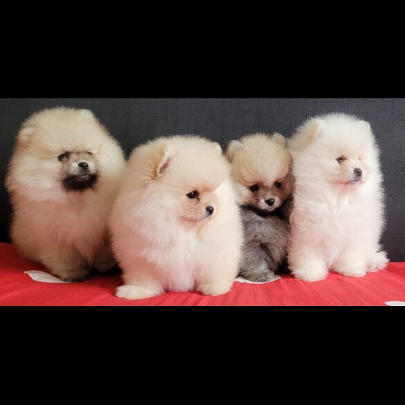 Pomeranian - Both